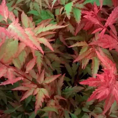 Acer Palmatum Beni Hagoromo...