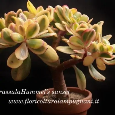 Crassula ovata f. variegata...