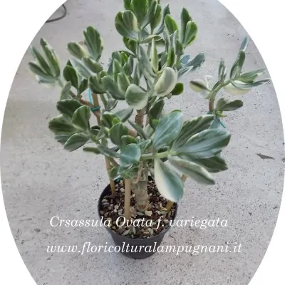 Crassula Ovata f.variegata...