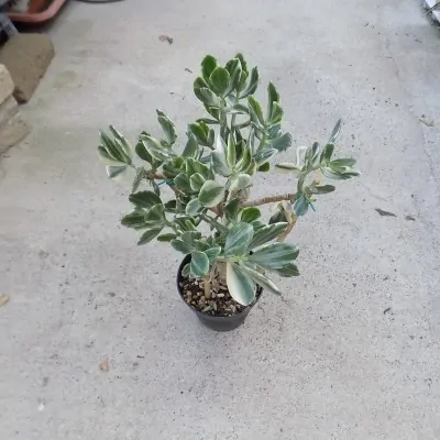 Crassula Ovata f.variegata...