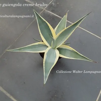 Agave guiengola creme...