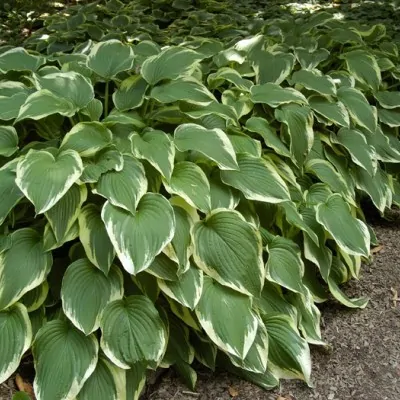 Hosta Antioch in vaso