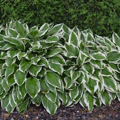 Hosta Beatrix