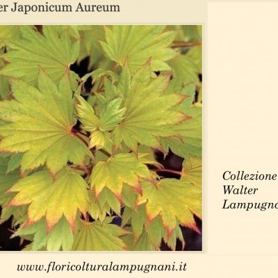 Acer  Japonicum Aureum vaso 20