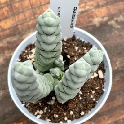 Crassula arpa pot. 10 cm