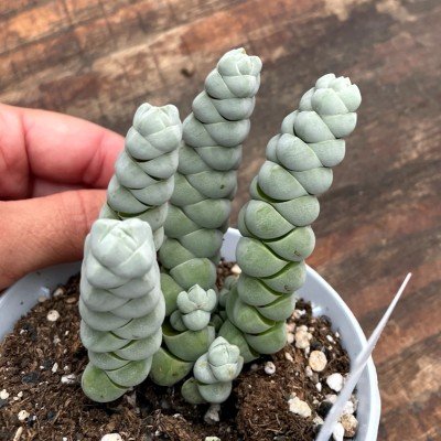 copy of Crassula lactea