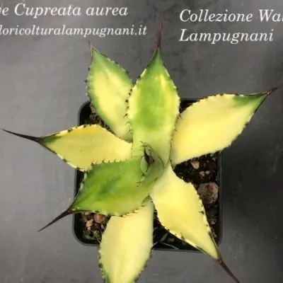 Agave Cupreata aurea