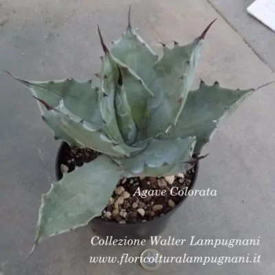 Agave Colorata cm.14/15...