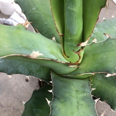 Agave Xylonacantha Guanajuato