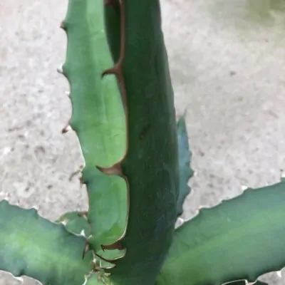 Agave Xylonacantha Guanajuato