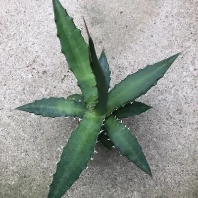 Agave Xylonacantha...