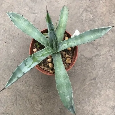 Agave Macrocumulis Carneros...