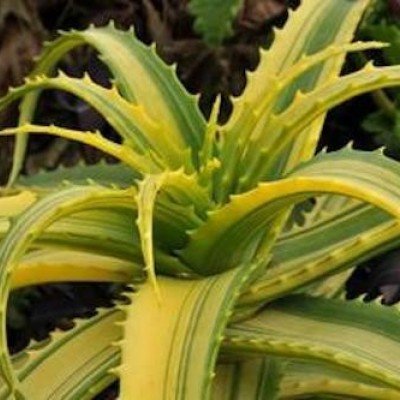 Aloe arborescens variegata...