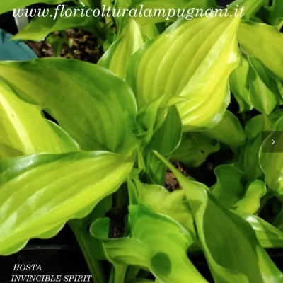 Hosta Invincible Spirit...