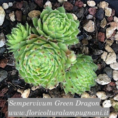 Sempervivum Green Dragon