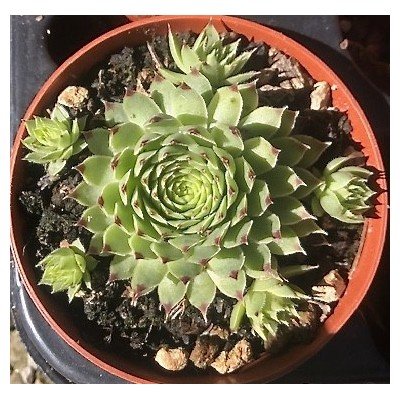 Sempervivum Calcareum...