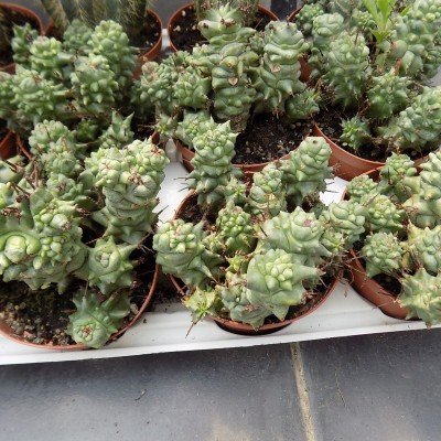 Euphorbia Horrida mostruosa...