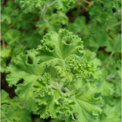 Pelargonium  Crispum Major...