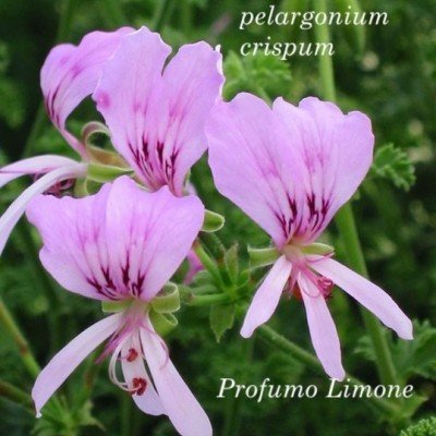 Pelargonium  Crispum Major...