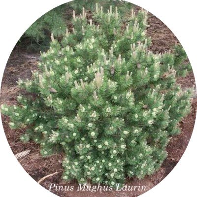 Pinus Mughus Laurin cm. 20/25