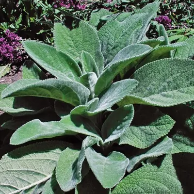 Stachys Lanata