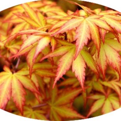  	 Acer Palmatum Sango kaku