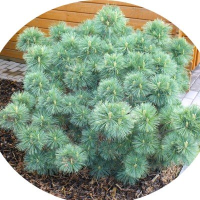 Pinus Strobus nana cm....