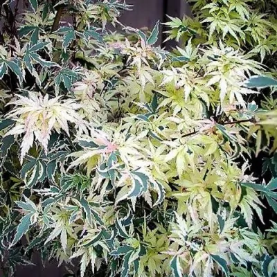 Acer Palmatum Butterfly