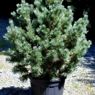 Pinus Sylvestris...
