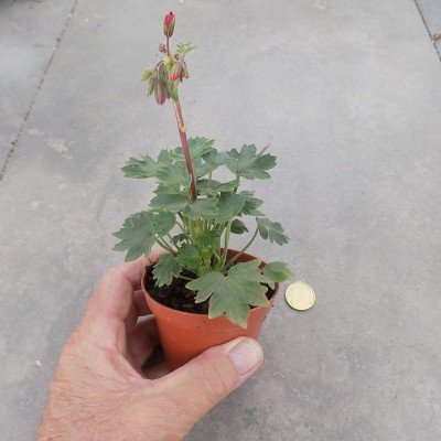 Pelargonium Kusamono 21