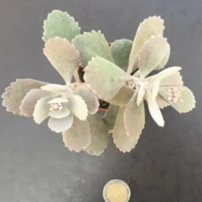 copy of Kalanchoe...