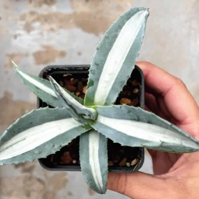 Agave americana 'Mediopicta Alba' 