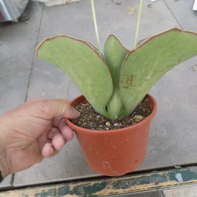 kalanchoe Synsepala cm. 20/22