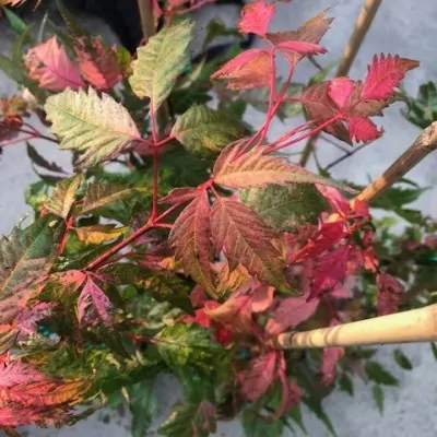 Acer Cissifolium Robusta...