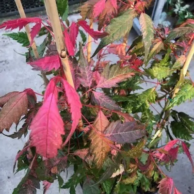 Acer Cissifolium Robusta...