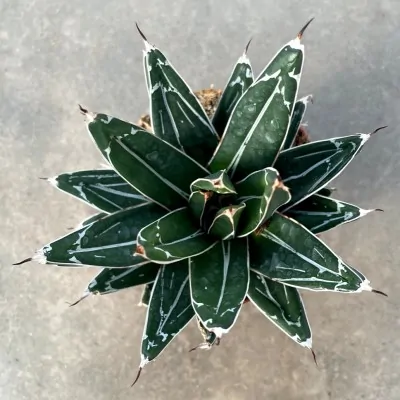 copy of Agave Victoria reginae