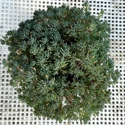 Sedum montanum orientale