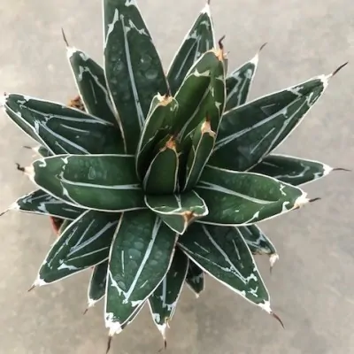 copy of Agave Victoria reginae