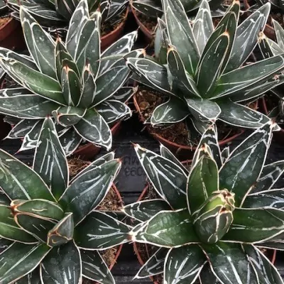 copy of Agave Victoria reginae