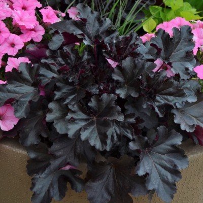 Heuchera black pearl