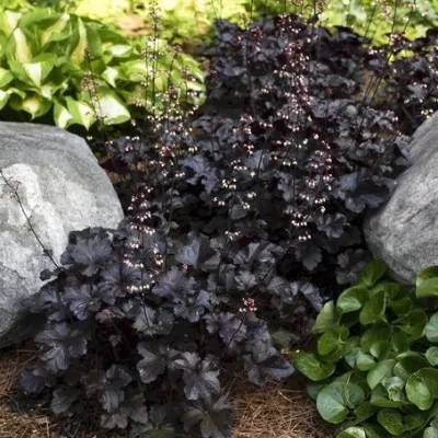 Heuchera black pearl