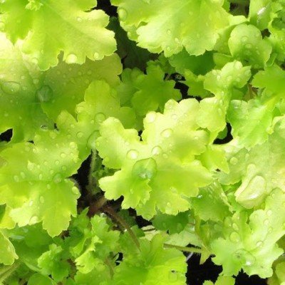 heuchera lime marmalade...