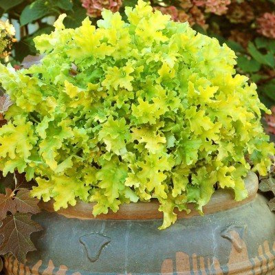 heuchera lime marmalade...