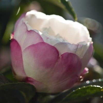 Camellia Sasanqua Hime Botan 