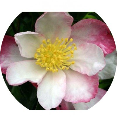 Camelia sasanqua...