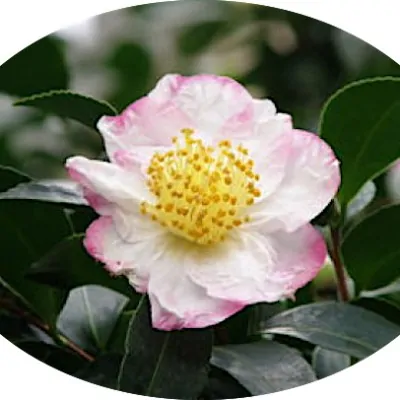 Camelia sasanqua...