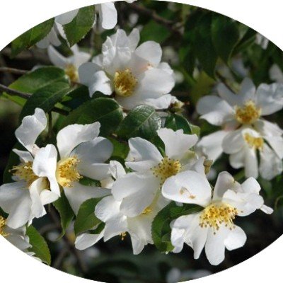 Camelia Grijsii (profumata...