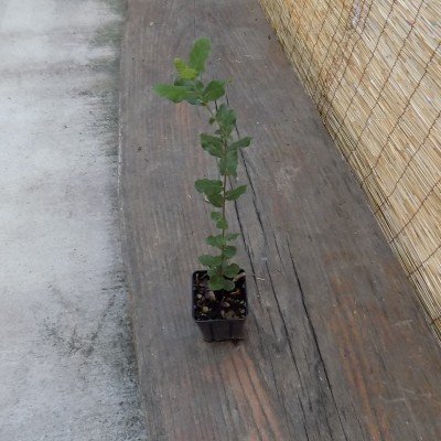 Quercus sempreverde cm. 30/40