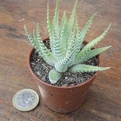 Haworthia attenuata cv. albina