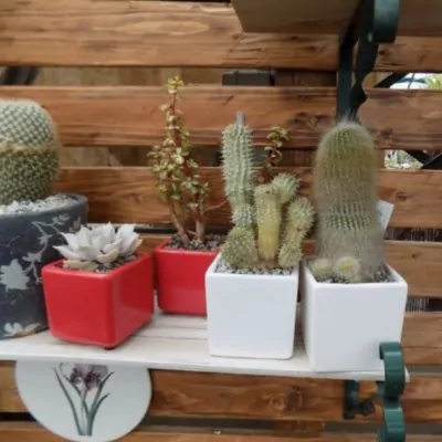 Vaso smaltato per cactus...